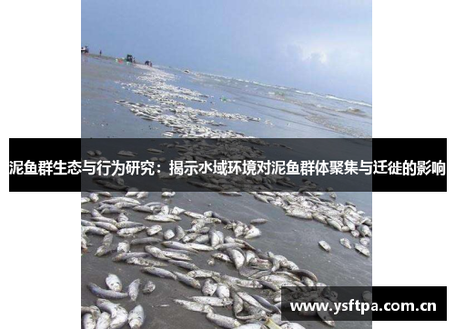 泥鱼群生态与行为研究：揭示水域环境对泥鱼群体聚集与迁徙的影响